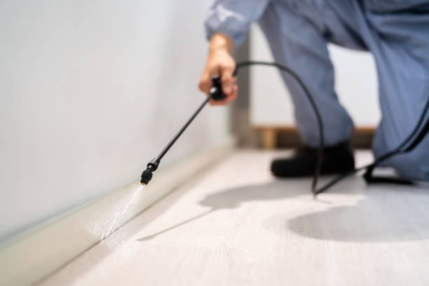 Licensed Ant Control service in Coral Terrace, FL - Show Me Pest Control