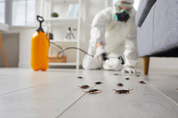 Affordable Ant Control solutions in Coral Terrace, FL